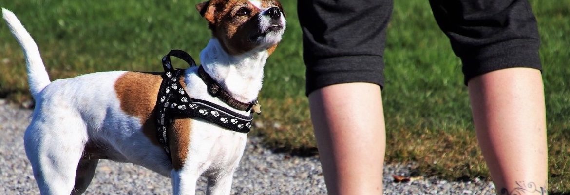Nathan Read – Australian Dog Behaviourist